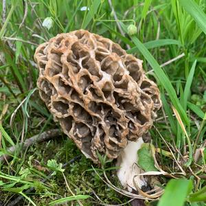 Yellow Morel