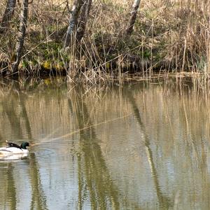 Common Merganser