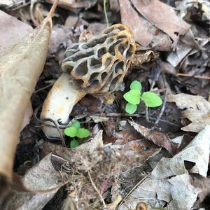 Yellow Morel