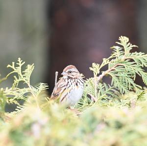 Song Sparrow