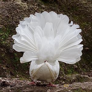 Unknown Species
