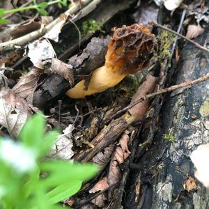 Yellow Morel