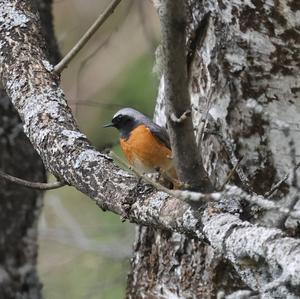 Common Redstart