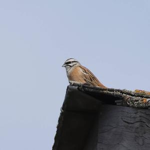 Rock Bunting