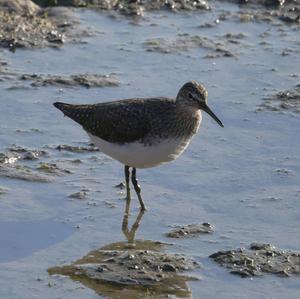 Green Sandpiper