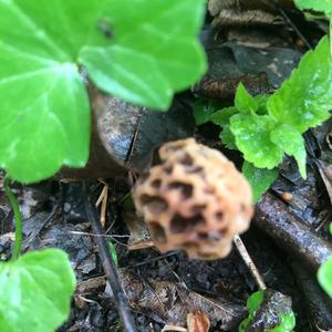 Yellow Morel