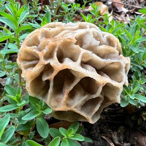 Yellow Morel