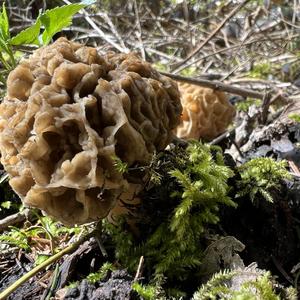 Yellow Morel