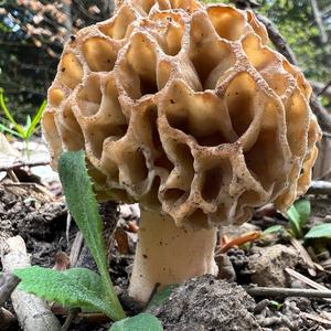 Yellow Morel