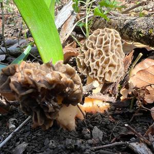 Yellow Morel