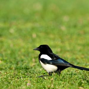 Black-billed Magpie