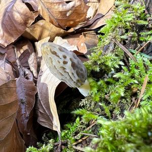 Black Morel