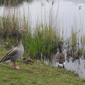 Greylag Goose