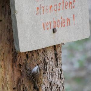 Eurasian Treecreeper