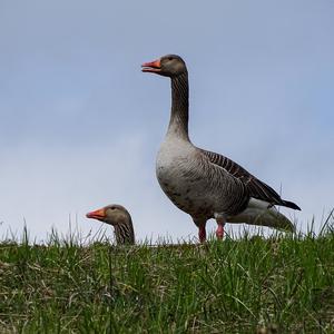 Greylag Goose