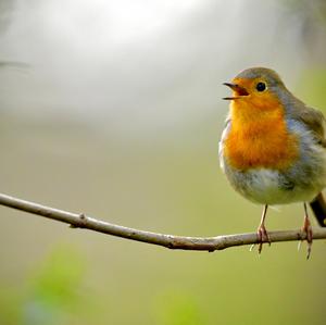 European Robin