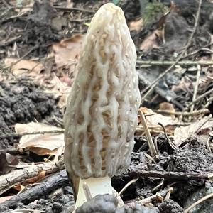 Black Morel