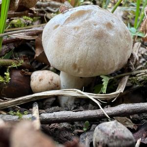 St George`s Mushroom