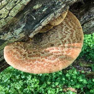 Dryad`s Saddle