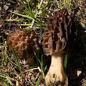 Black Morel