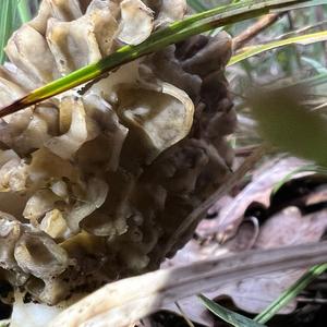 Yellow Morel