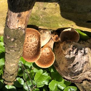 Dryad`s Saddle