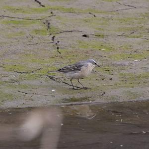 Water Pipit