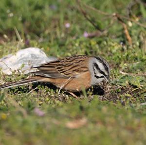 Rock Bunting