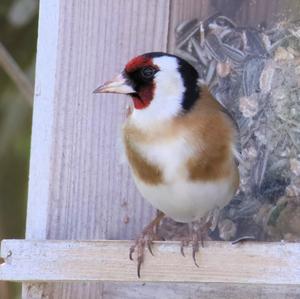 European Goldfinch