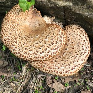 Dryad`s Saddle