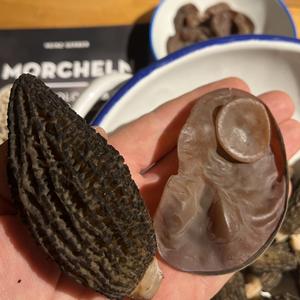 Black Morel