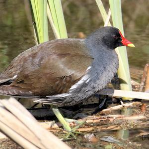 Common Moorhen