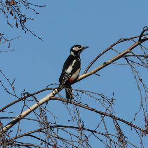 Great Spotted Woodpecker