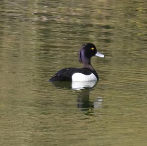 Tufted Duck