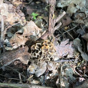 Yellow Morel