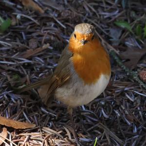 European Robin