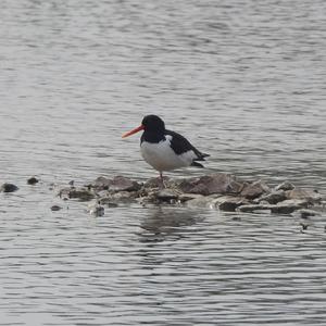 Eurasian Oystercatcher