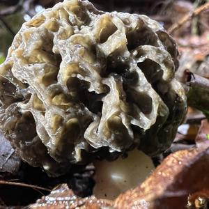 Yellow Morel