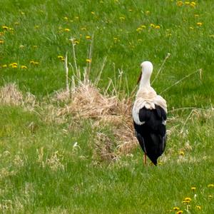 White Stork