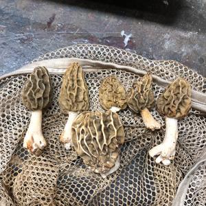 Yellow Morel