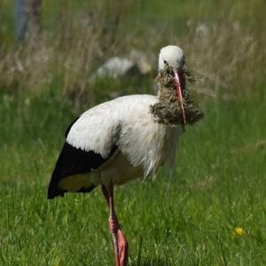 White Stork