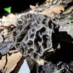 Yellow Morel