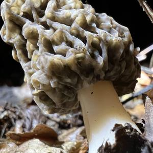 Yellow Morel