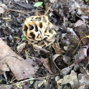 Yellow Morel