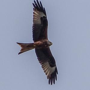 Red Kite