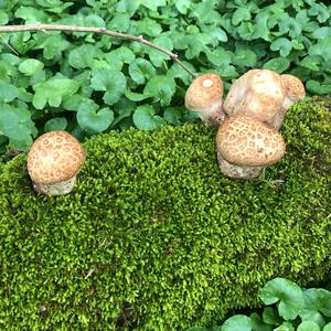 Dryad`s Saddle