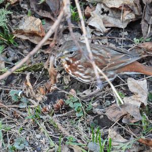 Fox Sparrow