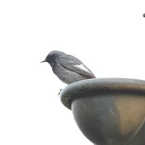 Black Redstart