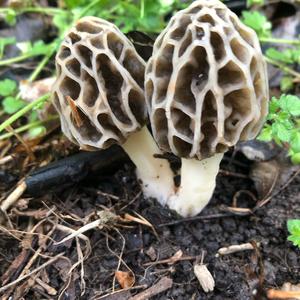 Yellow Morel