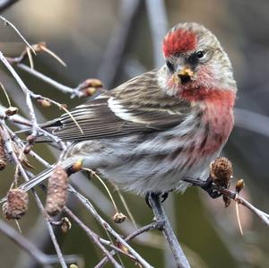 Common Redpoll